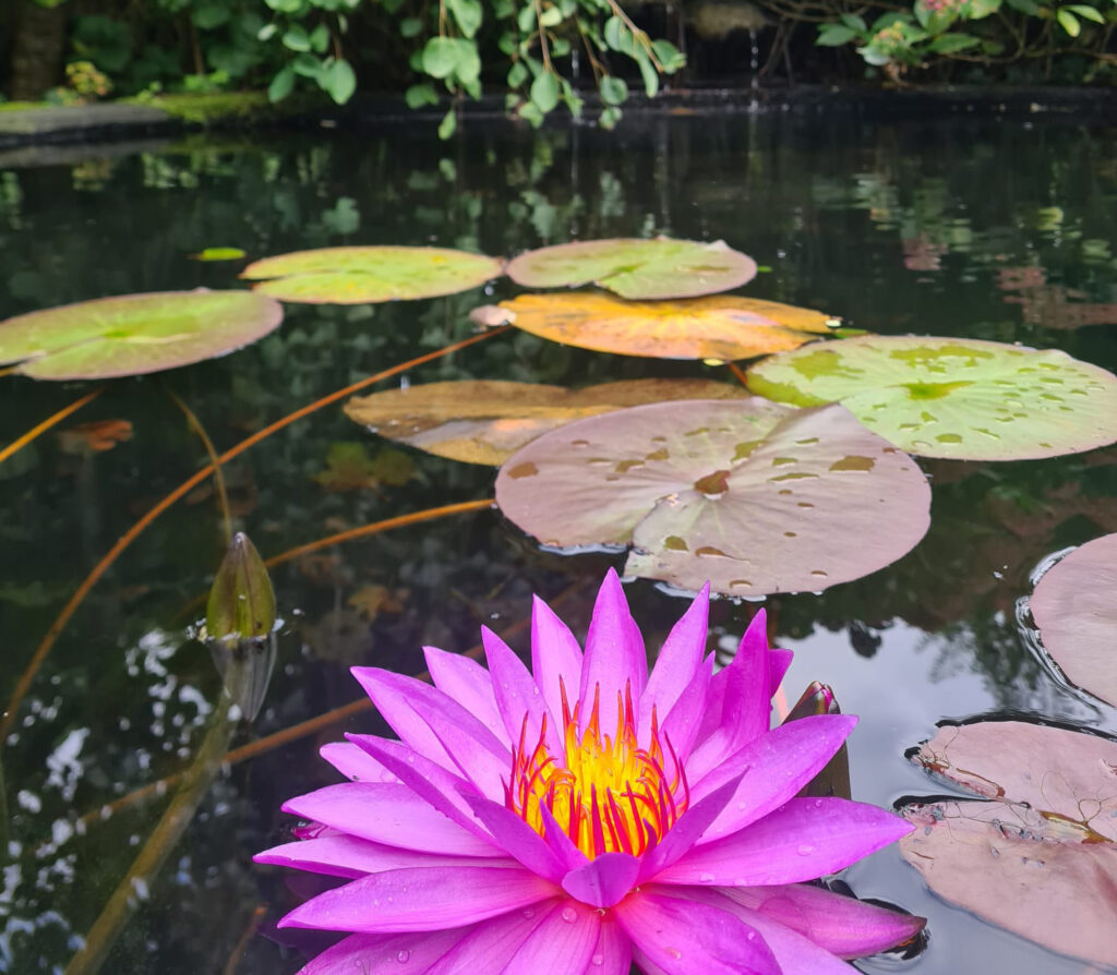 Diseño de jardines